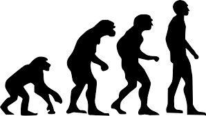 Human Evolution