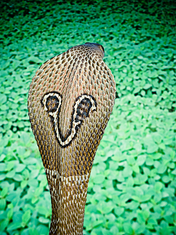 MODULAR_RC3_The seduction