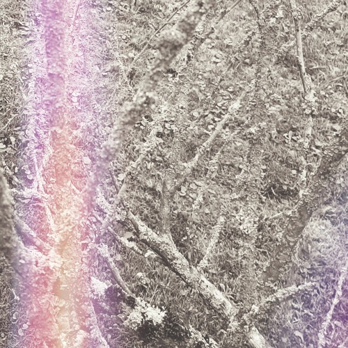 Les Oiseaux Electriques (raffolent des jardins aseptisés)