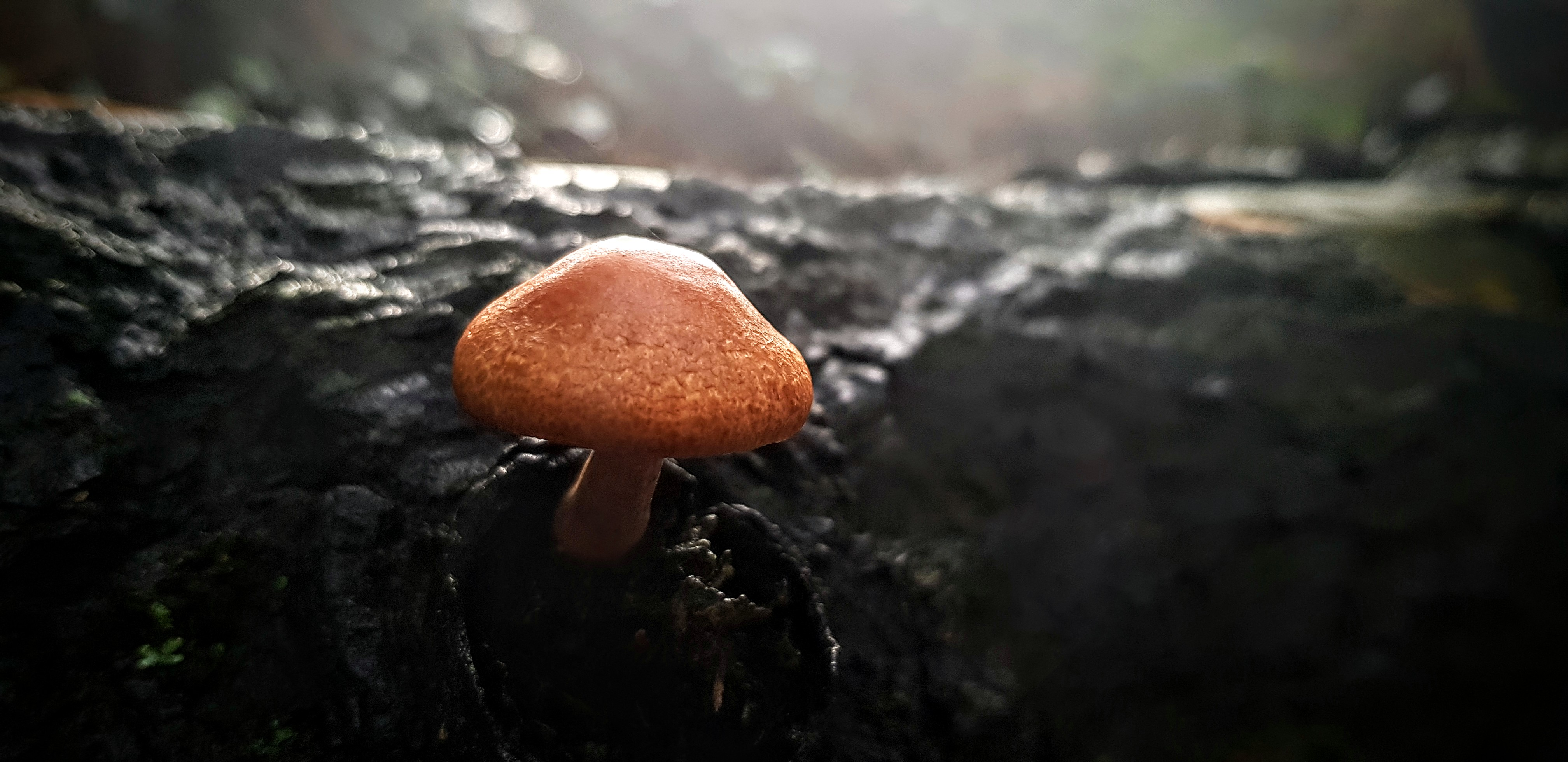 The beauty of the strange